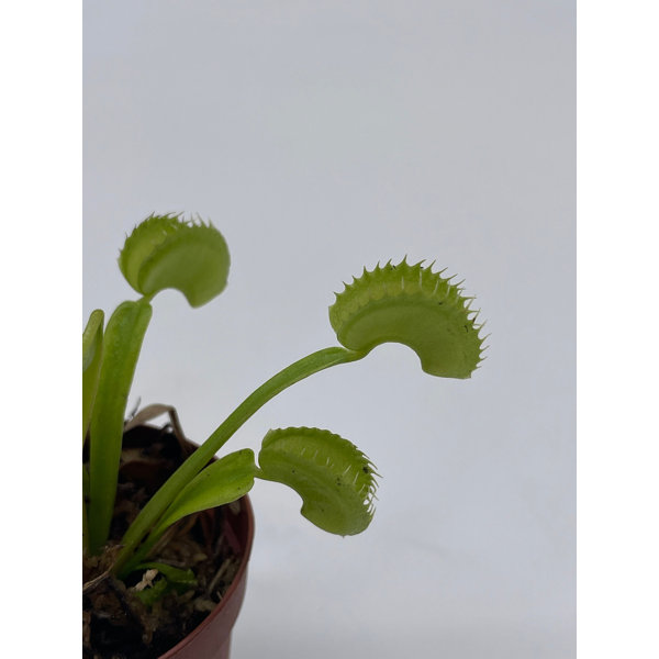 Florida House Plants Venus Flytrap, Dionaea Muscipula Perennial